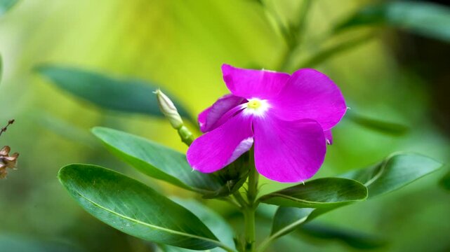 Vinca or Periwinkle or Sada Bahar dancing in the breeze close up