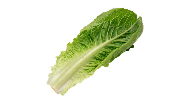 Fresh crisp green romaine or cos lettuce leaf isolated on transparent background cut out