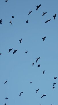 A large group of birds flies across the clear blue sky. The birds appear to be gliding and soaring as they navigate through the vast expanse of sky.