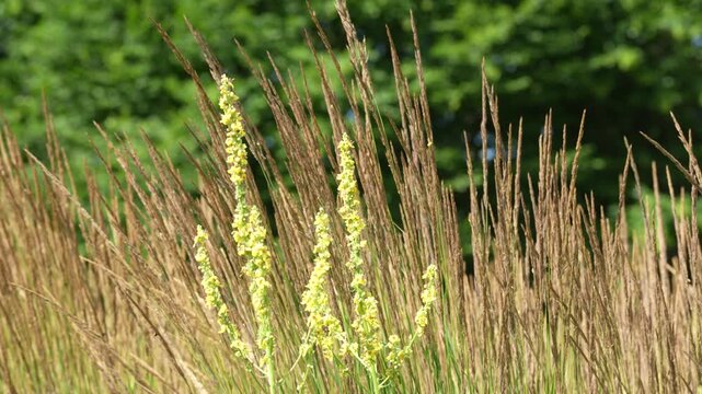 Common Mullein Among Tall Meadow Grasses