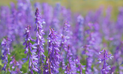 Obraz premium Violet wild flowers bloom in summer meadow close-up.