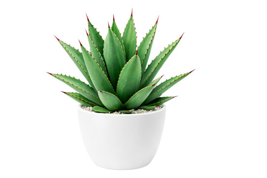 Green agave plant in a white pot filled with pebbles, isolated on transparent background.