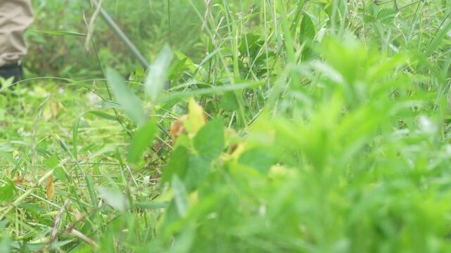 草刈り機で草を刈る男性