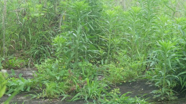 	風に揺れる雑草