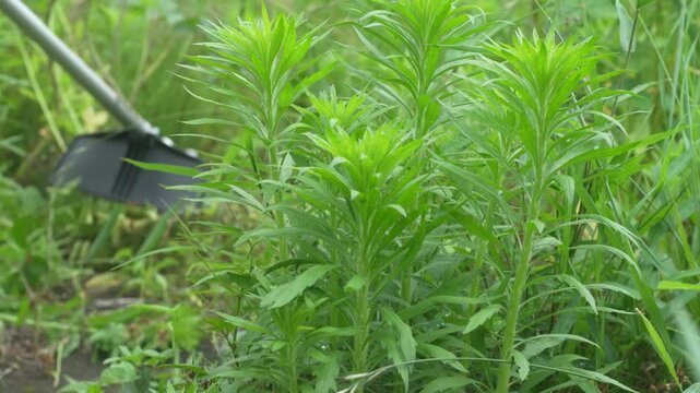 草刈り機で草を刈る男性