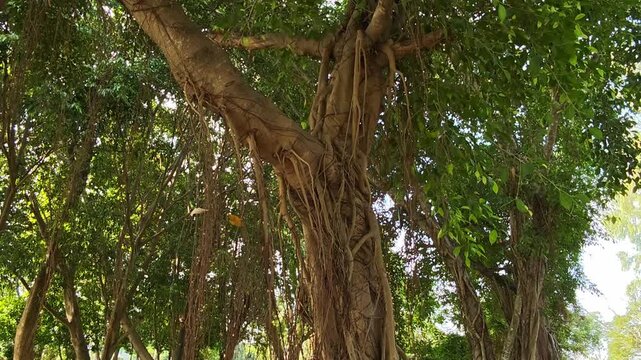 Trees in the Park หรือ Park Trees