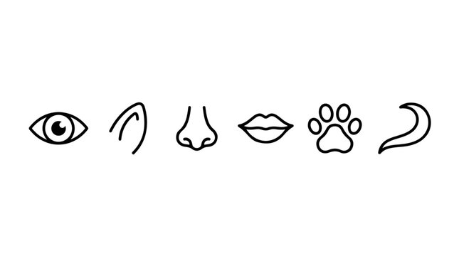 Animal sensory icons illustration featuring eye, ear, nose, snout, paw, and tail symbolizing perception, instinct, and wildlife identity