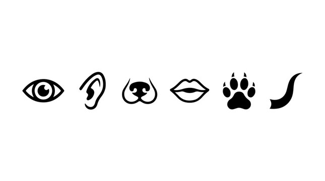 Animal sensory icons illustration featuring eye, ear, nose, snout, paw, and tail symbolizing perception, instinct, and wildlife identity