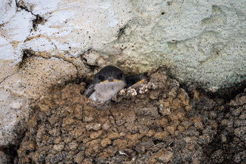 Fototapeta premium Young barn swallow chicks in a traditional mud nest