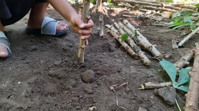 Child Planting Crop Stem in Rural Garden Soil.