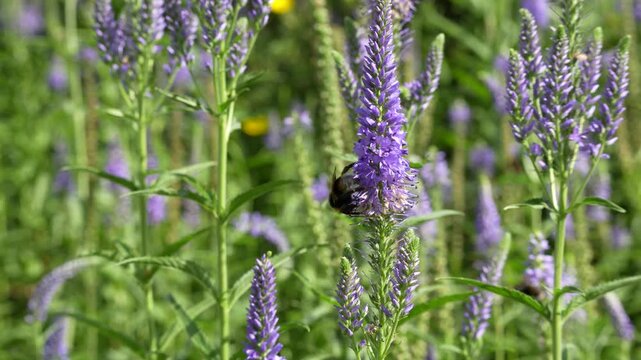 Purple Speedwell with Bumblebee Pollinating