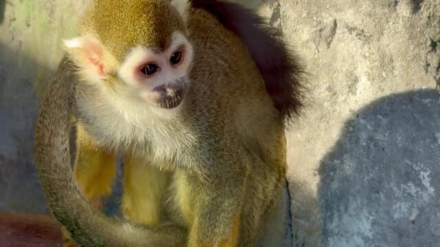 Close up of a cute squirrel monkey looking at the camera in a zoo