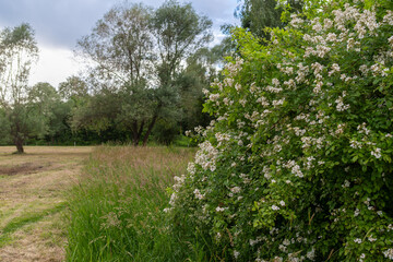 Fototapeta premium White dog rose flowers bloom on a dense Rosa canina shrub beside tall meadow grass and leafy trees. Useful for wild rose, hedgerow, pollinator plant, natural garden, summer meadow, and botanical lands