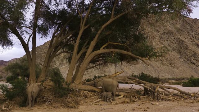 A group of four desert elephants feeding in the shade of a tree in Namibia's Hoanib Valley. Among them a baby elephant, curiously examining a branch with its trunk. Wide shot showing the whole scenary