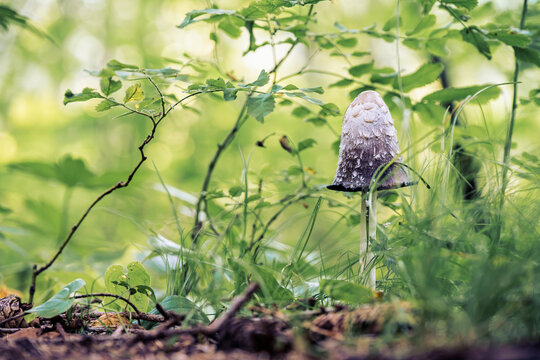 Close Up of a Shaggy Mane Mushroom in a Lush Green Forest, Macro Photography of Coprinus Comatus growing on the Forest Floor surrounded by Ferns and Grass, Nature and Fungi Concept