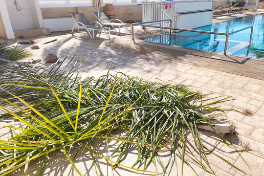 Freshly trimmed palm fronds beside a hotel swimming pool in Protaras, Cyprus. Resort maintenance and landscaping in a Mediterranean vacation destination on a sunny day.