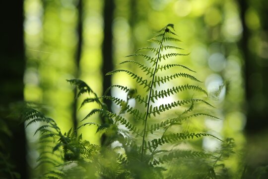 Fern in the forest on a sunny spring morning