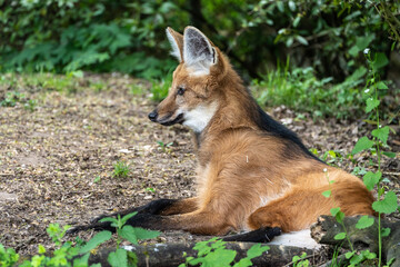 Fototapeta premium The Maned Wolf, Chrysocyon brachyurus is the largest canid of South America