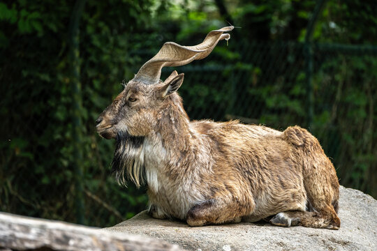 Turkmenian markhor, Capra falconeri heptneri living on the rocks