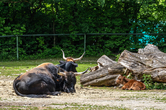 Family of Heck cattle, Bos primigenius taurus or aurochs in a German park