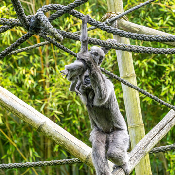 Family of Silvery gibbon, Hylobates moloch in a German park