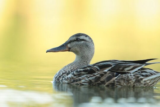 A mallard duck floats on the water in early summer