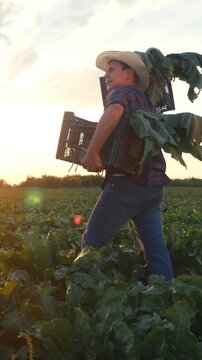 A man in a straw hat carries crates filled with greens in a vast field. The man moves through the field as the sun sets in the background, casting a warm glow.