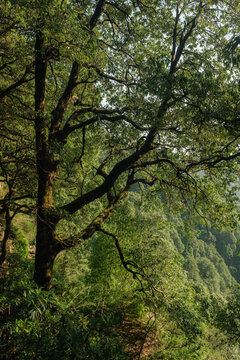 View of Dharamkot forest with lush green trees and sunlight filtering through the canopy in Dharamshala, Himachal Pradesh, India.