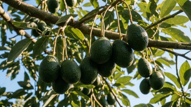 Agriculture - Ripe Hass Avocados Hanging in Clusters on Tree Branch with Green Leaves and Blue Sky