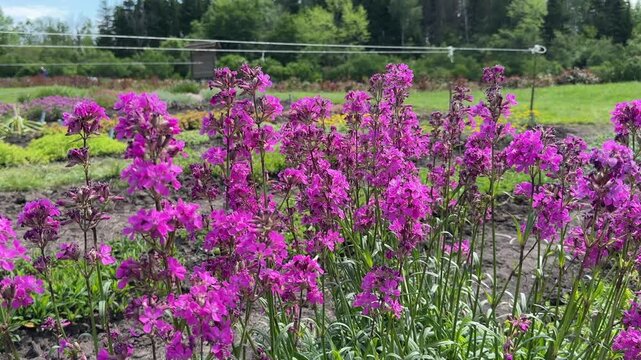 Phlox paniculata garden phlox purple flowers blooming in sunny garden closeup