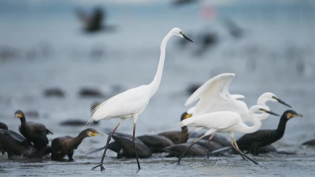 次々と魚を捕らえるダイサギとカワウ