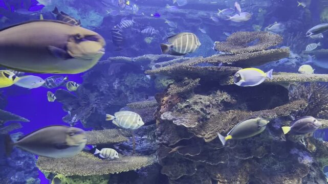 Colorful tropical fish swimming around coral reef in vibrant aquarium setting