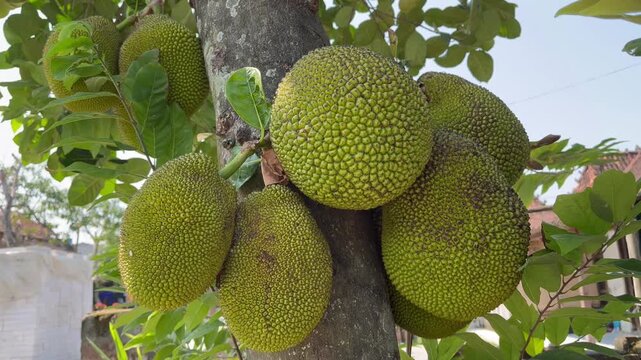 Fresh cempedak fruits hanging on tree branch close up