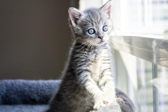 Gray Tabby Kitten Standing on Cat Tree Looking Out Window