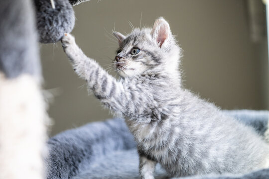 Gray Tabby Kitten Reaching for Plush Toy on Cat Tree