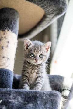 Gray Tabby Kitten Sitting on Cat Tree Looking at Camera &ndash; Cute Baby Cat Portrait