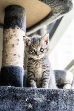 Gray Tabby Kitten Sitting on Cat Tree Looking at Camera &ndash; Cute Baby Cat Portrait