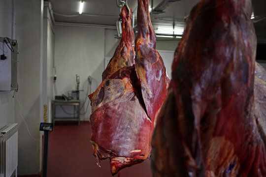 Horse carcasses are ready for butchering. Meat processing plant. Animal carcasses are displayed in meat processing shop. Meat business concept
