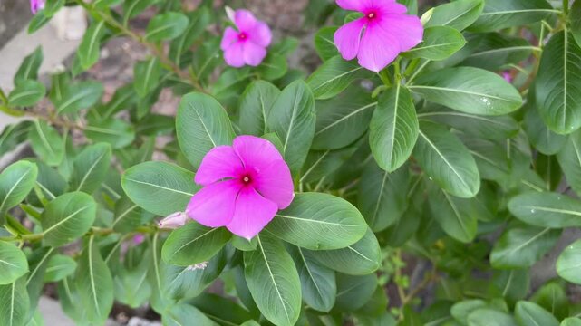 Beautiful Pink Catharanthus Roseus Flower Close Up