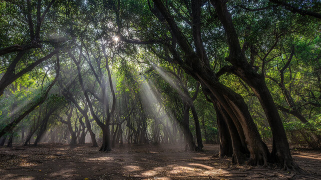 camphor. Sunlight filtering through a forest of camphor trees with visible light rays. travel magazines, destination branding, designed for travel destination branding, used by logistics managers.
