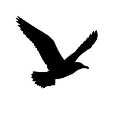 Fototapeta premium Black bird, flying bird, bird silhouette, eagle icon, wildlife symbol isolated on White Background