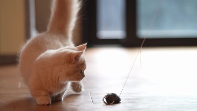 Fluffy kitten pounces on toy mouse. Soft light glows on wooden floor. Curious cat stalks prey with tail twitching. Playful energy captured in candid moment