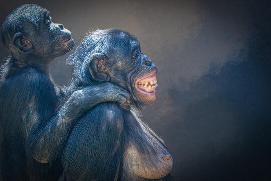 Bonobo chimpanzee mother and infant smiling in nature portrait showing joyful bond with dark atmospheric background