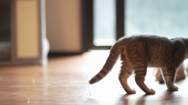 Brown tabby kitten walks across wooden floor. Another kitten sits nearby, watching. Sunlight streams through large window. Kitten turns, tail swaying gently. Cozy indoor setting, warm and quiet