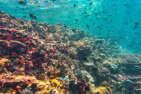 Underwater photo of giant trevally at Batu Bolong, Komodo, Indonesia