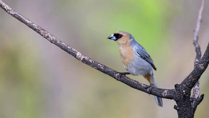 Obraz premium Guira Tanager Perching on Bare Branch in Brazilian Cerrado Savanna Woodland