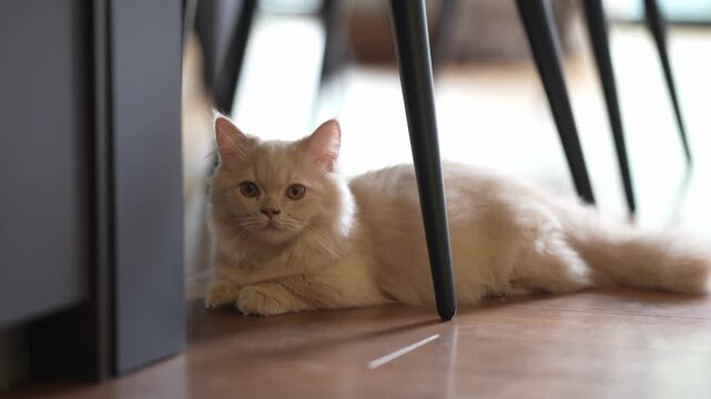 Fluffy ginger cat rests beneath furniture legs. Soft light illuminates the quiet domestic setting. Cat appears calm, slightly curious, yet relaxed. Ideal for tranquil home or pet scenes