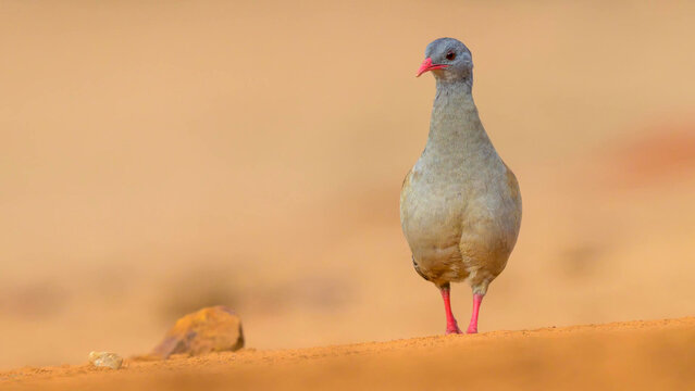 Small-billed Tinamou Standing on Red Sandy Ground in Brazilian Cerrado Savanna