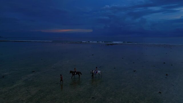 Group people and horses walking in shallow ocean water. Unique aerial view drone