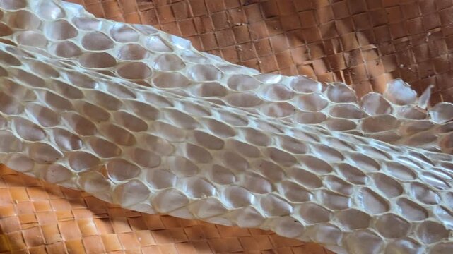 Shed snake skin with detailed scale patterns, molted reptile skin on woven straw background, translucent serpent slough texture for biology education
